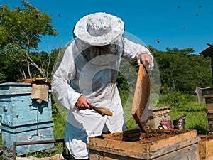 Beekeeper 31