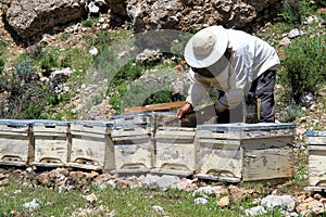 Beekeeper