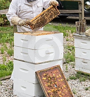 Beekeeper