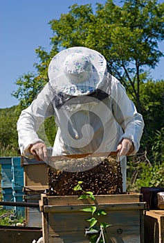 Beekeeper 37