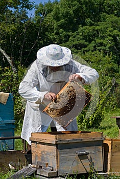 Beekeeper 42