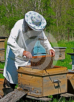 Beekeeper 6