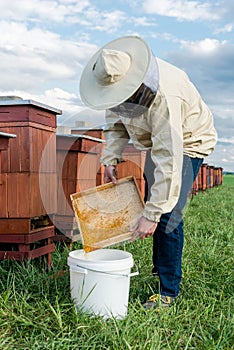 Beekeeper or Apiarist Collecting Pollen from Beehive. Healthy Bio Food and Beekeeping