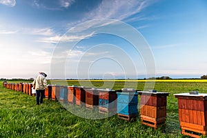 Beekeeper or Apiarist Working on Beehives Outdoor at Meadow