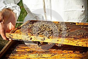 Beekeeper in an apiary