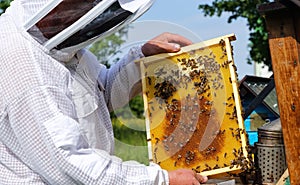 Beekeeper on apiary. Carpathian honey bee. Colonies bees on the frame of honeycombs. Wooden hives. Apiculture. Amazing spring