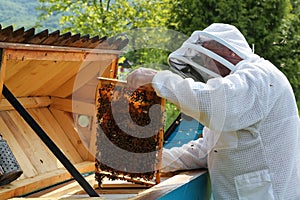 Beekeeper on apiary. Carpathian honey bee. Colonies bees on the frame of honeycombs. Wooden hives. Apiculture. Amazing spring