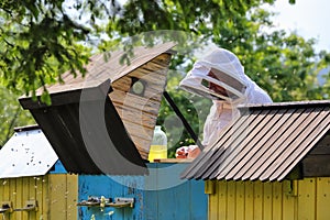 Beekeeper on apiary. Carpathian honey bee. Colonies bees on the frame of honeycombs. Wooden hives. Apiculture. Amazing spring