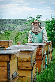 Beekeeper in an apiary near the hives. Apiculture. Apiary.