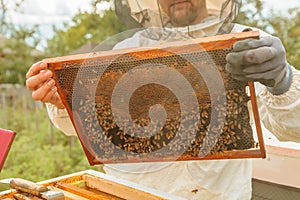 Beekeeper in apiary in white protective clothing and gloves holds honeycomb full of bees and honey.