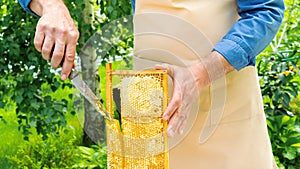 A beekeeper in an apron holds a frame with honeycombs in his hands and cuts honey out of it. Real honey of the highest quality