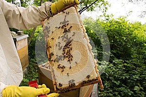 Beekeeper