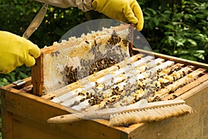 Beekeeper