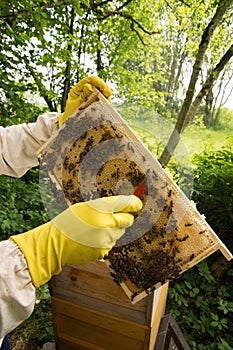 Beekeeper