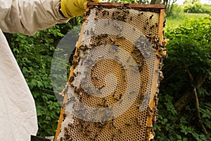 Beekeeper