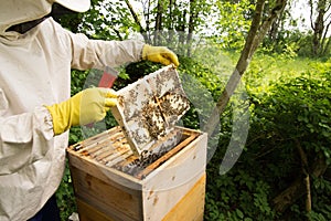 Beekeeper