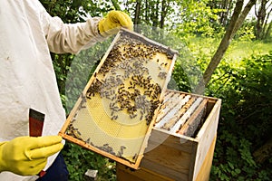 Beekeeper
