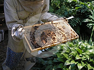 Beekeeper and Bees on Hive Tray
