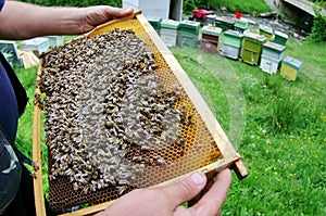 Beekeeper and bees on honeycomb