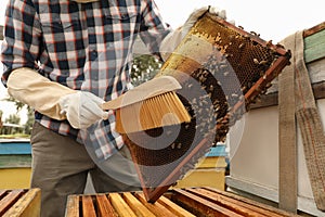 Beekeeper brushing bees from hive frame at apiary, closeup. Harvesting honey