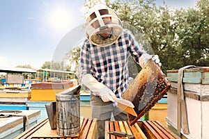 Beekeeper brushing bees from hive frame at apiary. Harvesting honey