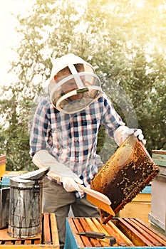 Beekeeper brushing bees from hive frame at apiary. Harvesting honey