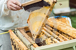 Beekeeper brushing bees from honeycomb