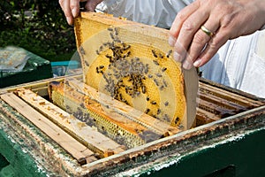 Beekeeper caring for bee colony