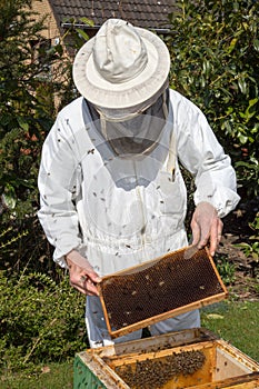 Beekeeper caring for bee colony