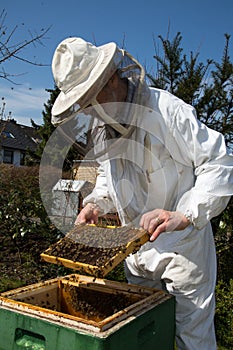 Beekeeper caring for bee colony