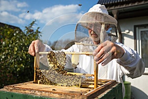 Beekeeper caring for bee colony