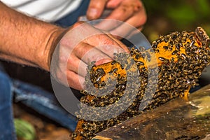 Beekeeper catches bee queen for tagging