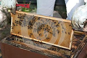 A beekeeper checkes his hives photo
