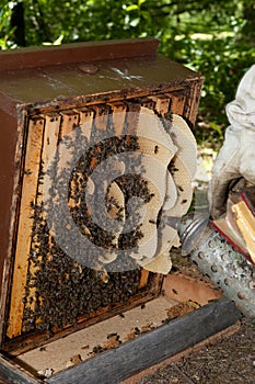 A beekeeper checkes his hives