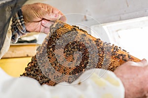 The beekeeper checking the beehive