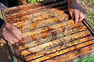 Beekeeper checking a beehive to ensure health of the bee colony.