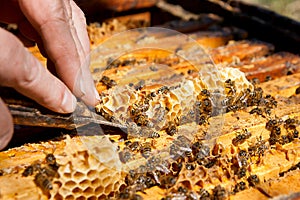 Beekeeper checking a beehive to ensure health of the bee colony.