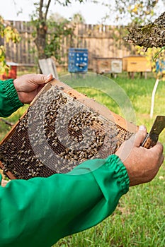 Beekeeper checking a beehive to ensure health of the bee colony.