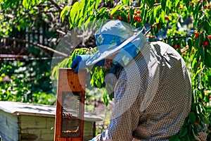 Beekeeper checking a beehive to ensure health of the bee colony or collecting honey