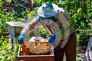 Beekeeper checking a beehive to ensure health of the bee colony or collecting honey