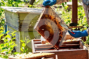 Beekeeper checking a beehive to ensure health of the bee colony or collecting honey