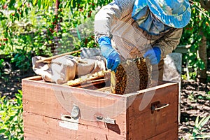 Beekeeper checking beehive to ensure health of the bee colony or collecting honey