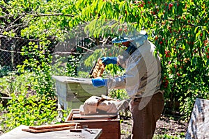 Beekeeper checking a beehive to ensure health of the bee colony or collecting honey