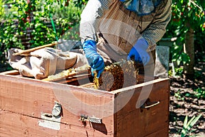 Beekeeper checking a beehive to ensure health of bee colony or collecting honey