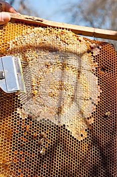 Beekeeper checking a beehive to ensure health of the bee colony.