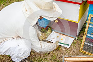 Beekeeper is checking collected colorful bee pollen on white plastic casserole