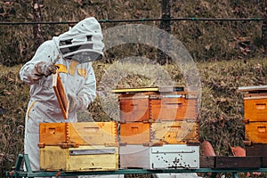 Beekeeper checking the condition of bees and  yellow apiary.