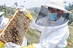 Beekeeper checking a frame of a honeycomb of bees