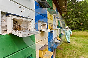 Beekeeper checking his hives