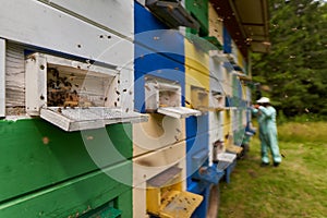 Beekeeper checking his hives